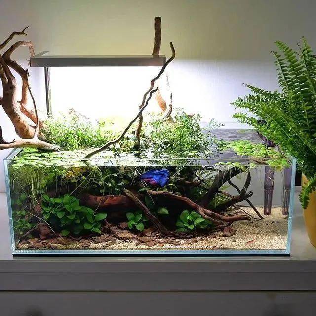 那个开花的斗鱼缸,开缸过程来了67_造景