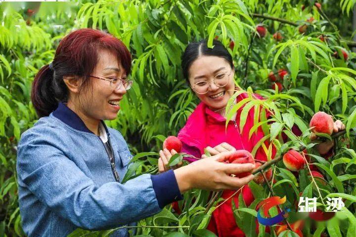 铜梁区融媒体中心机关党总支副书记闻琼说"助力树荫村香桃销售,只是
