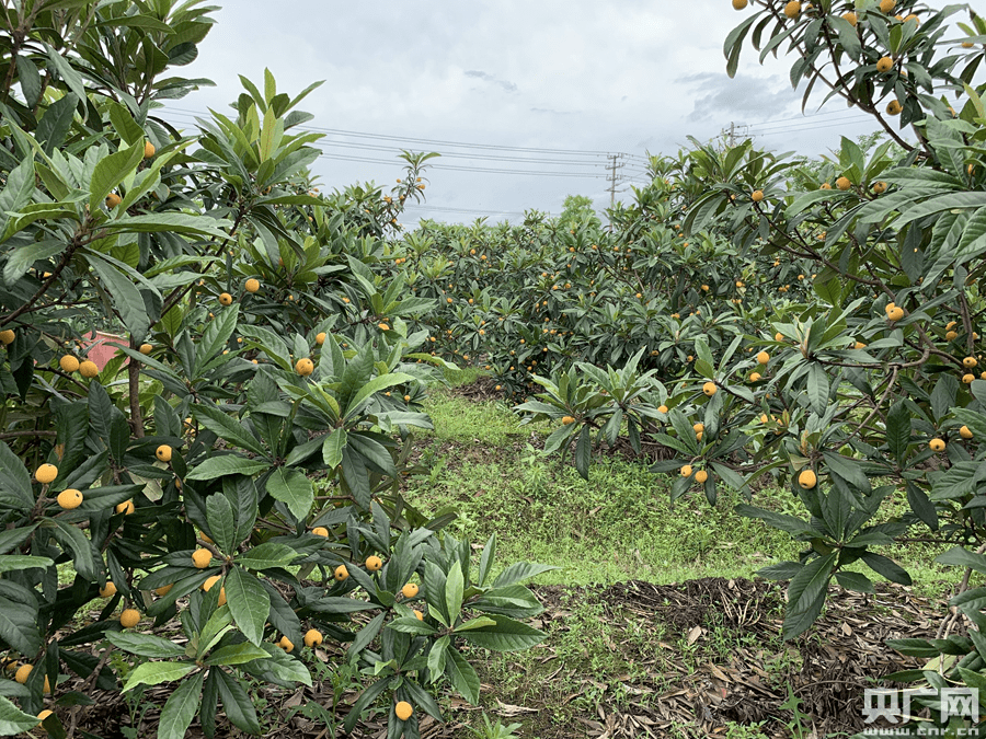 又到枇杷成熟季浙江德清千亩枇杷开采