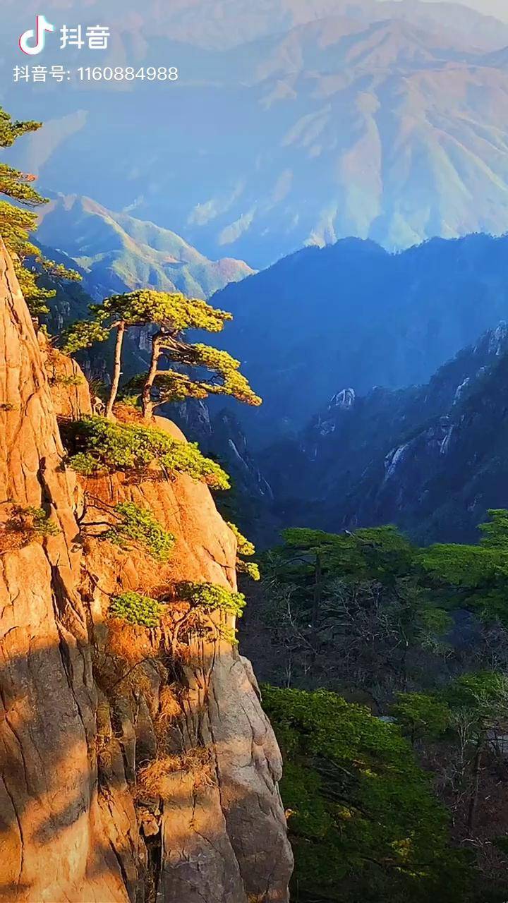 黄山松具有顶风傲雪的自强精神百折不挠的进取精神坚韧不拔的拼搏精神