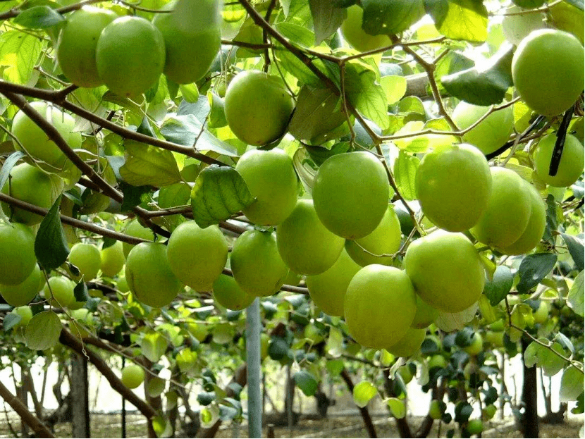 春·路 | 江门开平市:助力侨乡产业振兴,延伸美好生活