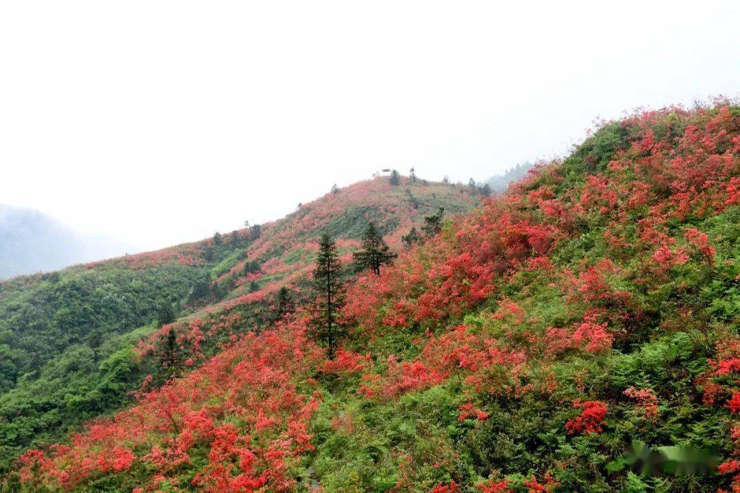酉阳这里满山的杜鹃花开啦!约起