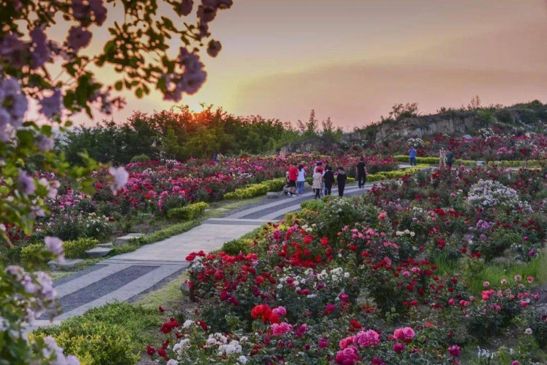 6万余株玫瑰盛放,即墨这个地方等你来打卡!