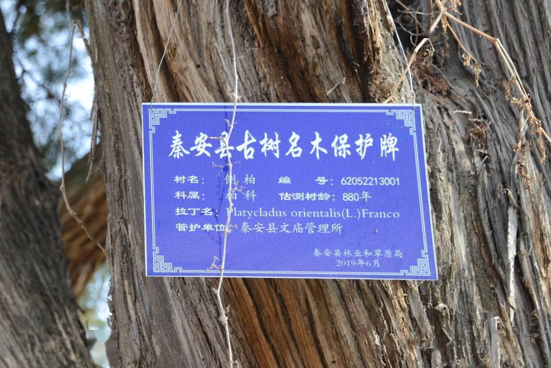 门旁有一古柏,从树龄看至少有几百年,我在一棵树上看到了古树名木保护