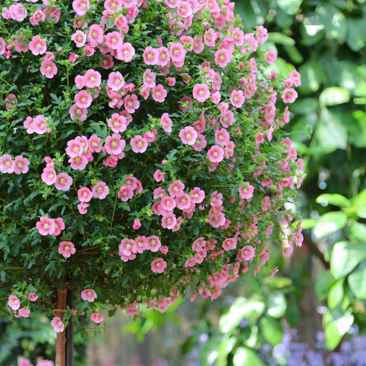 小木槿的养护技巧