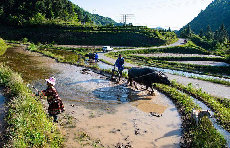 湖南芷江:梯田夏日美 侗乡耕种忙
