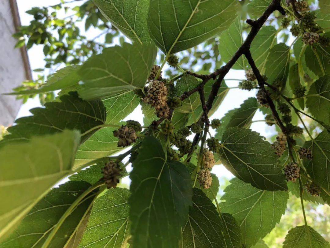 医道饮食丨滋养肝肾,它是全家老少都适宜的应季水果_桑葚