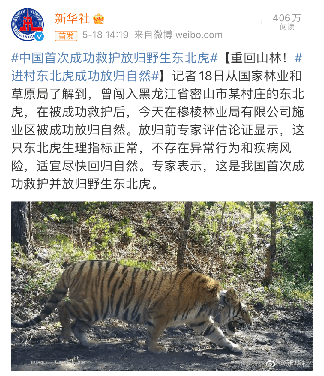 恭喜野生东北虎完达山1号回家啦