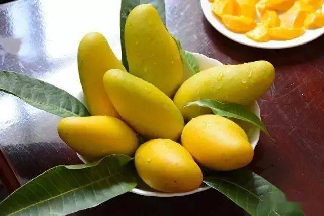 霸气元江16万亩芒果陆续成熟就等你来