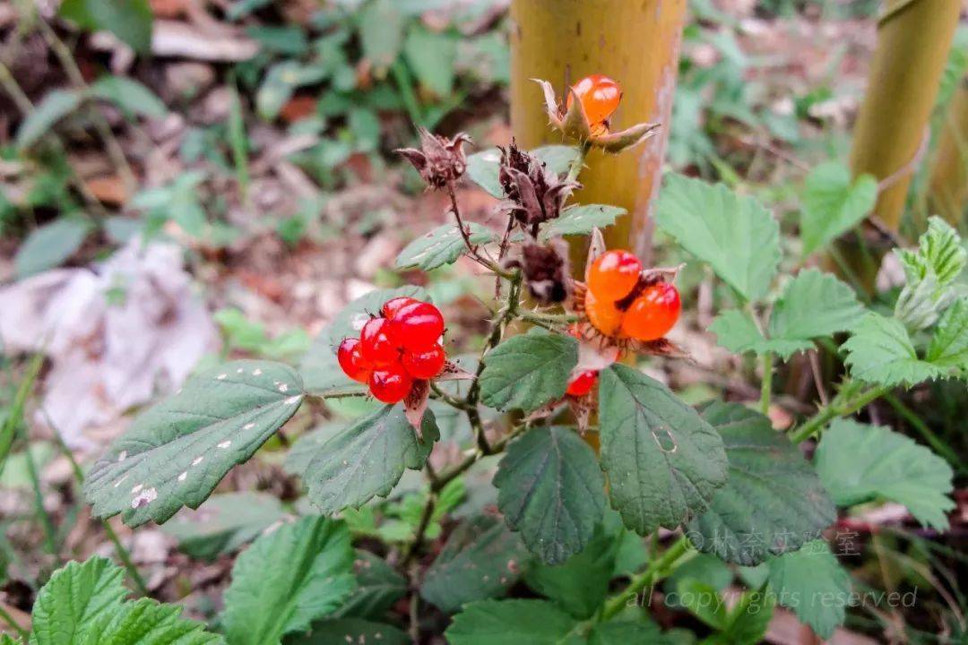 五月滋味江南常见悬钩子测评