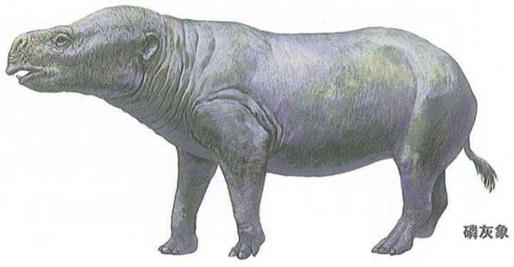 到了距今5,500万年前的始新世,出现了磷灰象,又叫莫湖兽,或始祖象