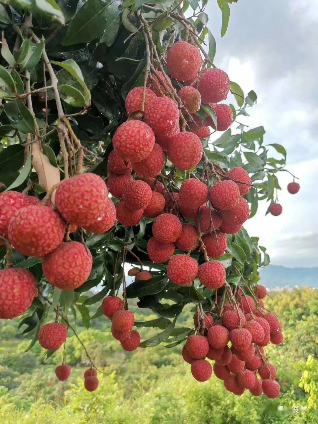 61我爱荔】荔枝百态 | 恋一城轻红,染千林荔香,我在茂名等你_台湾省