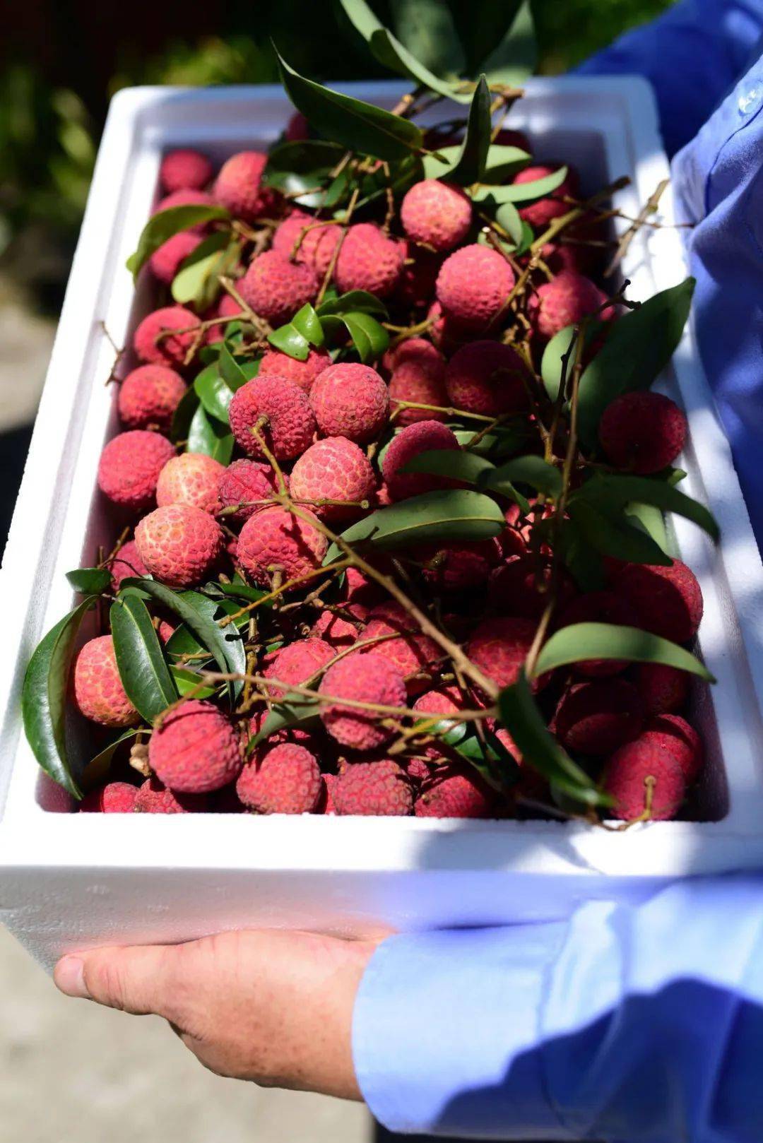 淮枝荔枝,又称怀枝,槐枝;果实近圆球形或圆球形.