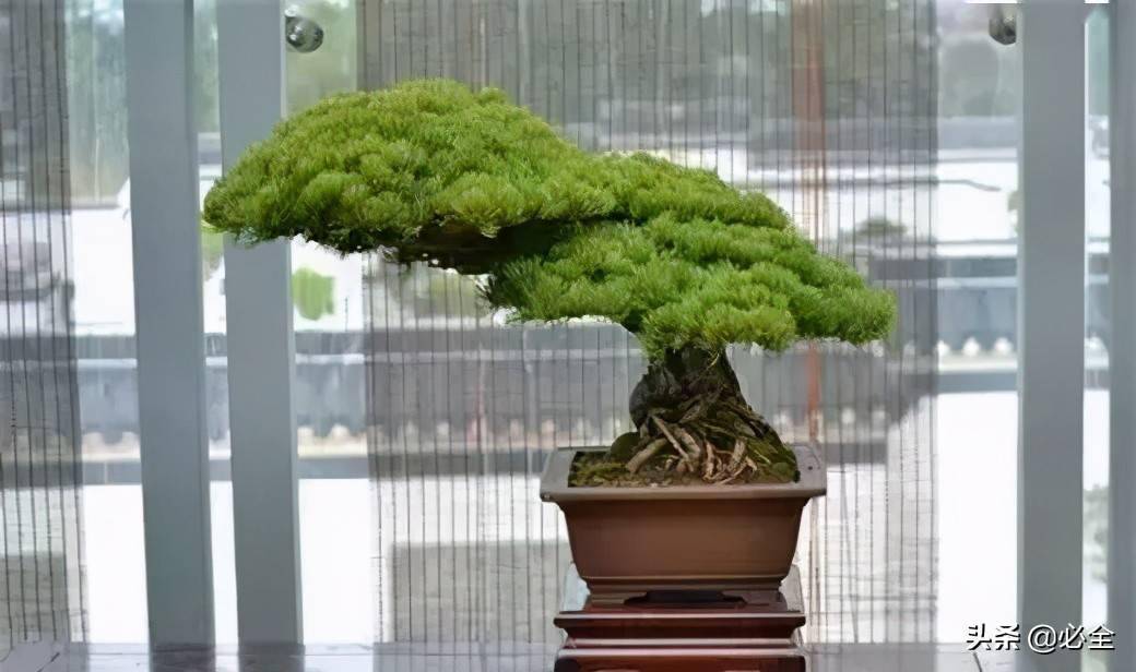 你知道中国树木盆景的"五大流派"吗?
