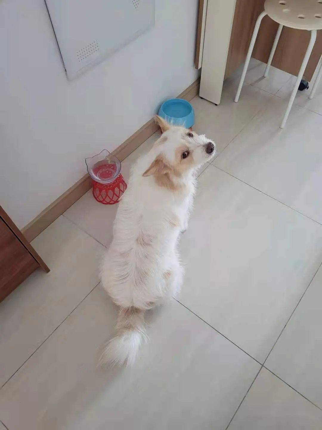 超级亲人适合家庭陪伴 万人迷性格温顺乖巧 性格活泼的猎狐梗串