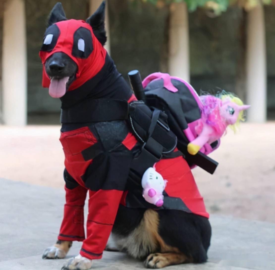 05狗狗cos小矮人万圣节来临时,有一位家里养了7只狗狗的铲屎官,为了让