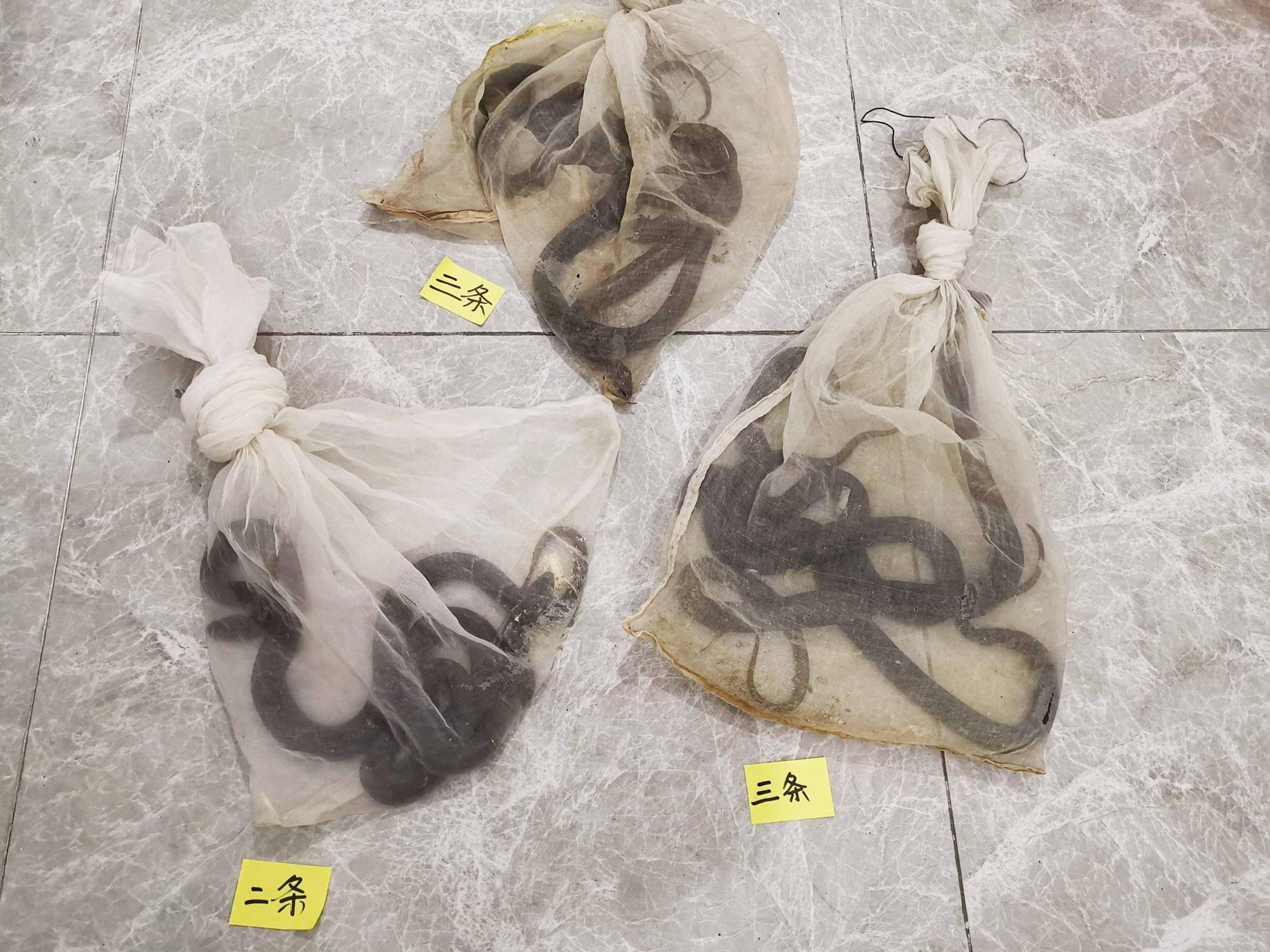 四男子为推销"能解百毒"假药酒,自导自演抓蛇被咬