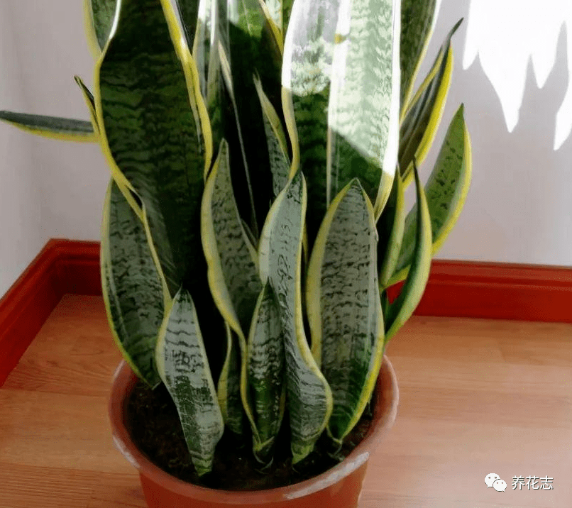 室内盆栽植物 选花卉不如养绿植 这4款堪称一绝 叶子