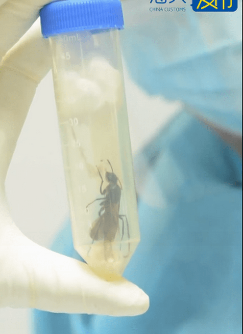 海关查获50只巨人恐蚁,喷酸可致人灼伤!