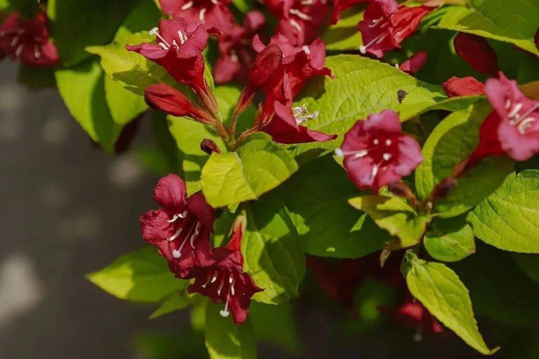 北京初夏限定 片城市花海 北京look 奥森