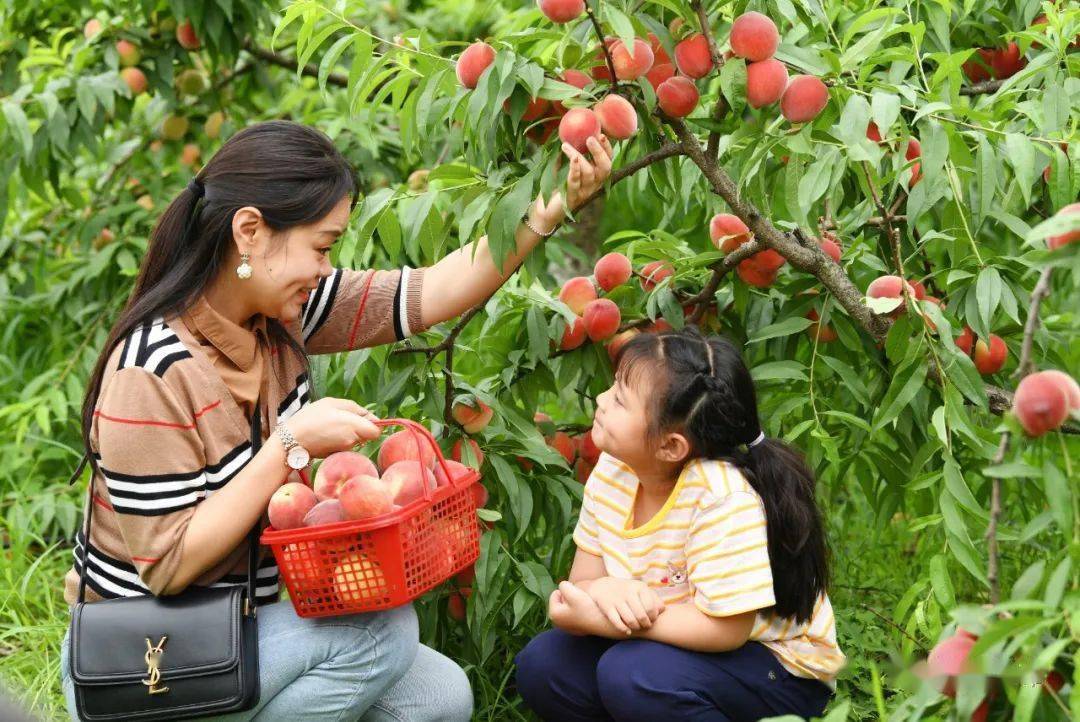 万亩桃子熟啦!快来一起"桃"醉其中