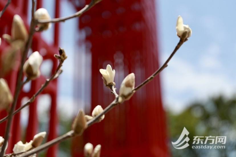 初春的白玉兰和盛夏的荷莲五月绽放 揭开打乱花期的秘密 试验 初春的白玉兰和盛夏的荷莲五月绽放 揭开打乱花期的秘密 试验