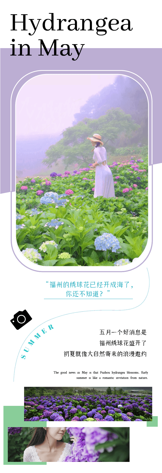 藏不住了 福州五月最美绣球花海 曝光 就在市区还免费 旅游