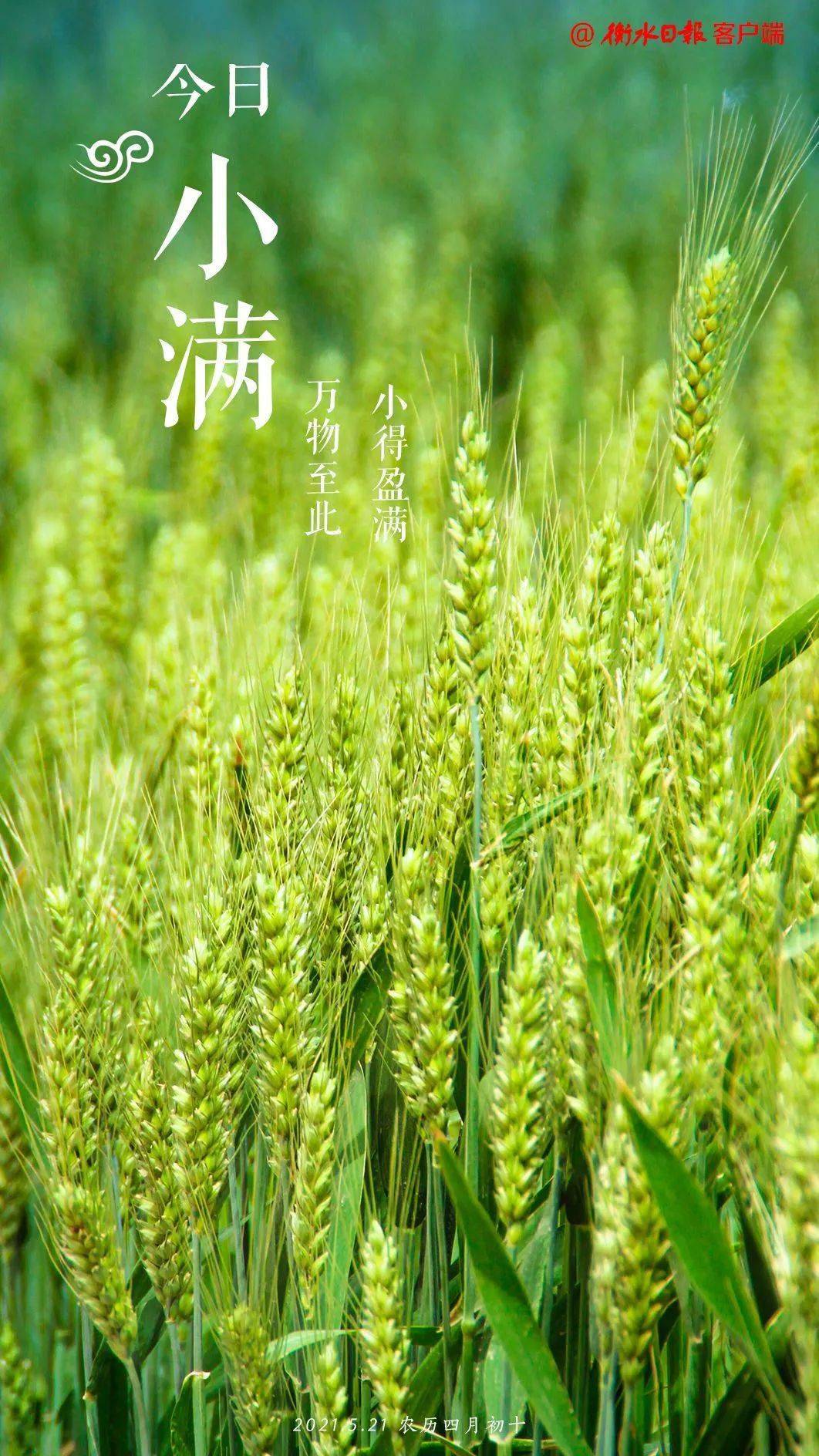 今日小满衡水晴多雨少气温高初夏意渐浓