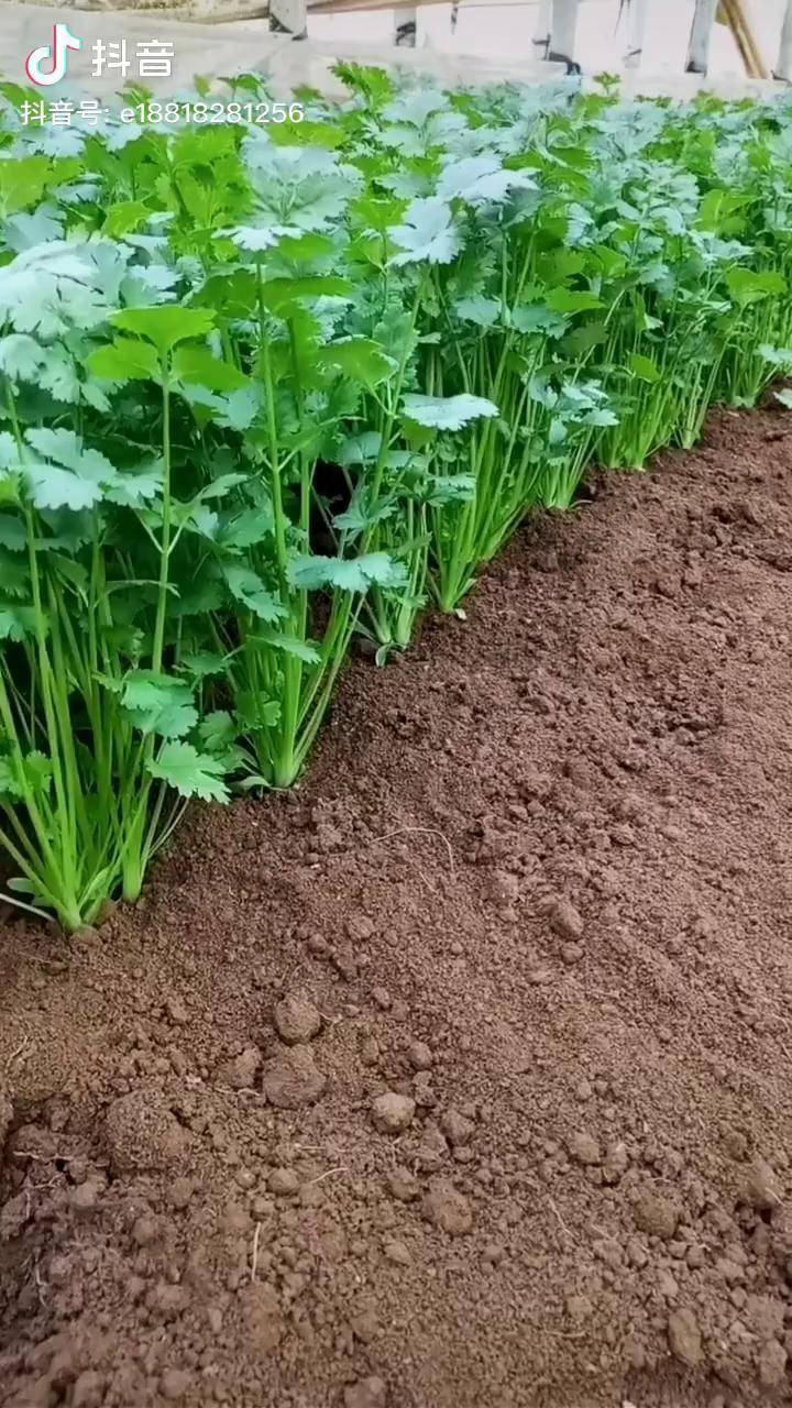 全抖音最好香菜这么多香菜怎么吃才好了喜欢农业方面的朋友请转发给有