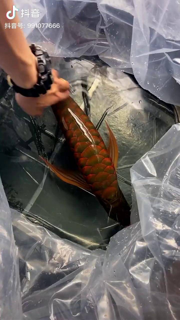 水生财鱼镇宅有鱼有水福自来祝愿大伙年年有余一年更比一年强