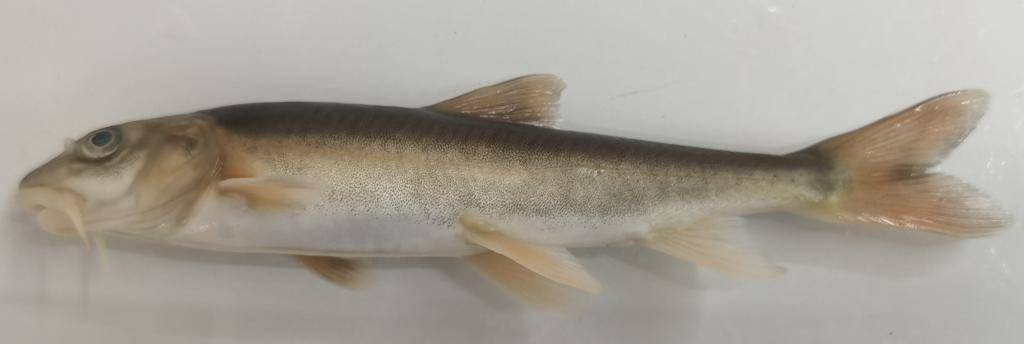 调查发现:怒江中下游发现特有鱼类新分布区