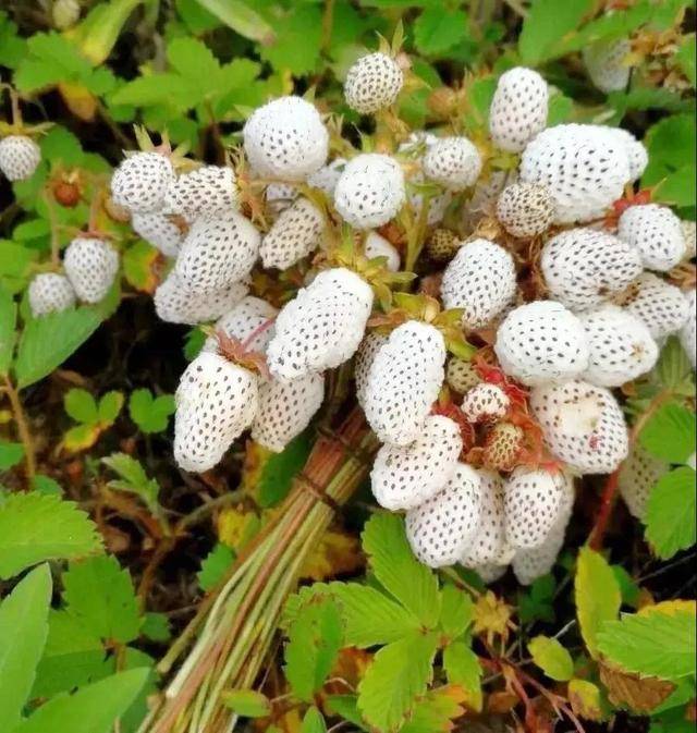 陇南瓢子熟了馋