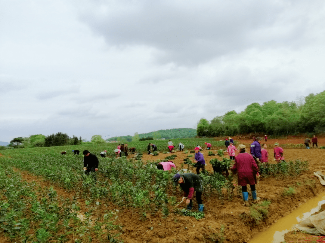 今年,在县农业农村局的指导帮助下,这片荒地成了我们农民家门口的果园