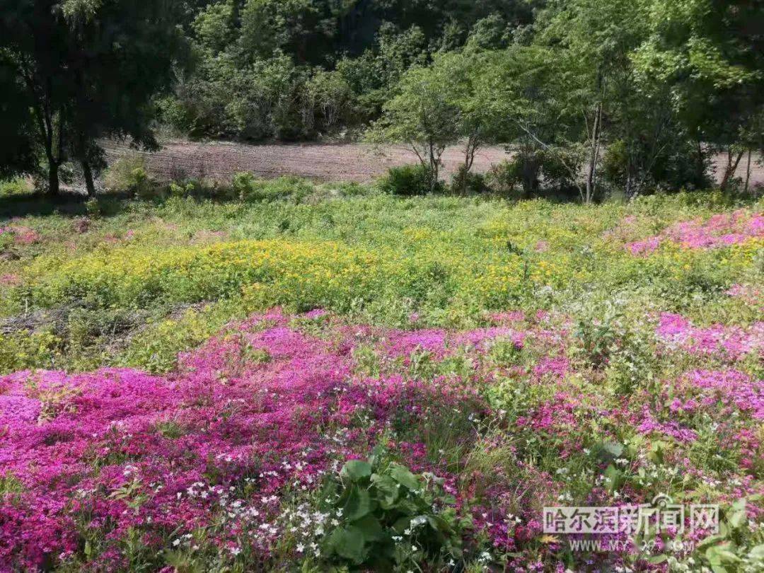 百萬芝櫻盛放成花海能從5月看到10月就在五常回龍山