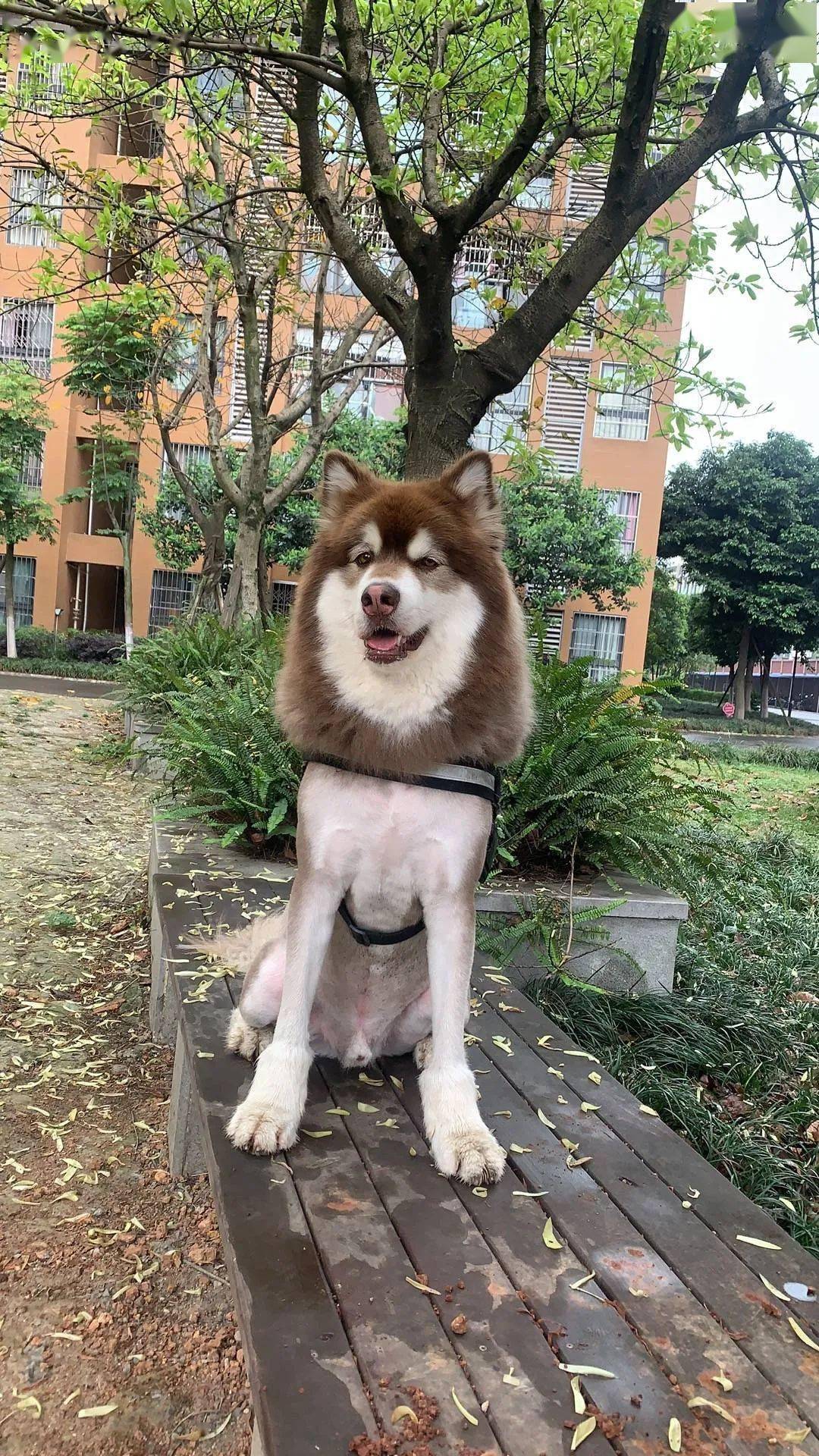 成都走失阿拉斯加,寻找白色polo车_狗狗
