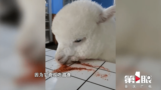 她是重庆90后单亲妈妈养了一只吃辣椒面的网红羊驼