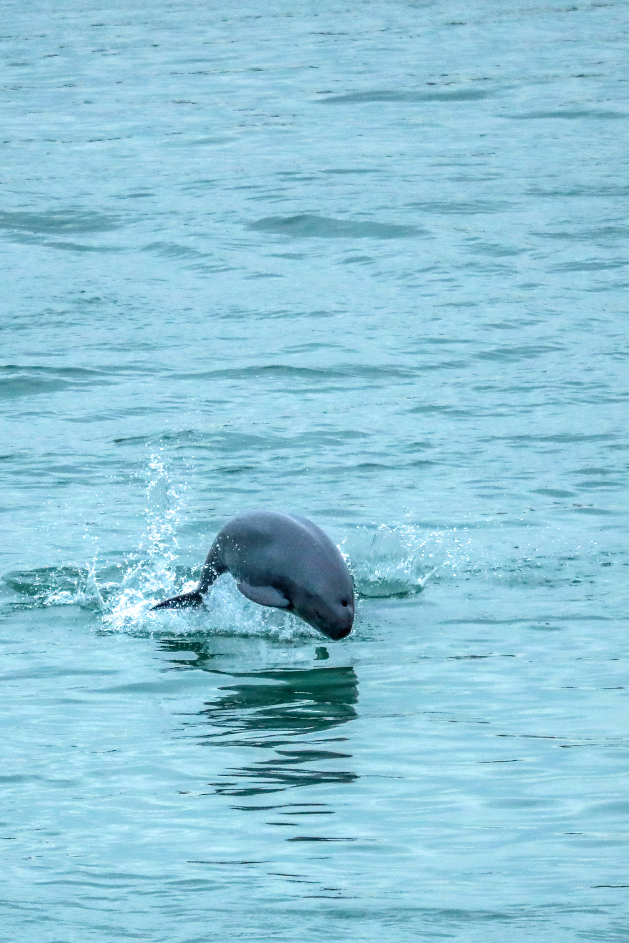 长江江豚"舞芭蕾"