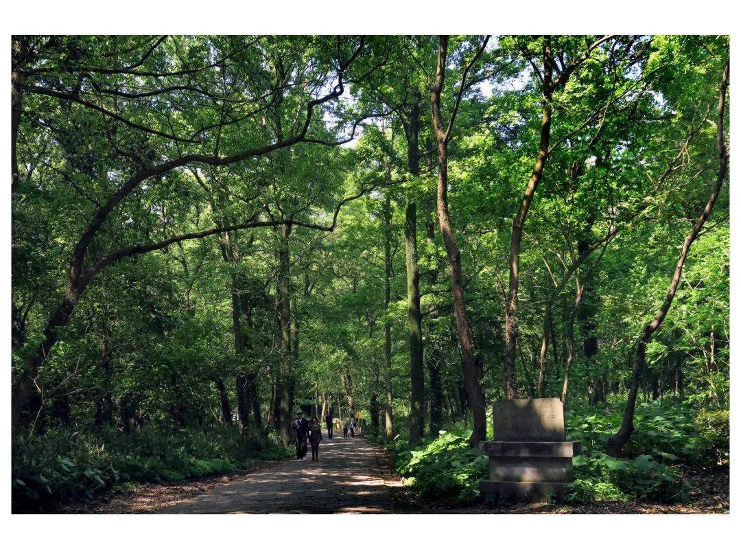 浙东古刹瑞岩禅寺,4a级国家森林公园,位于宁波市北仑区柴桥街道岭下村