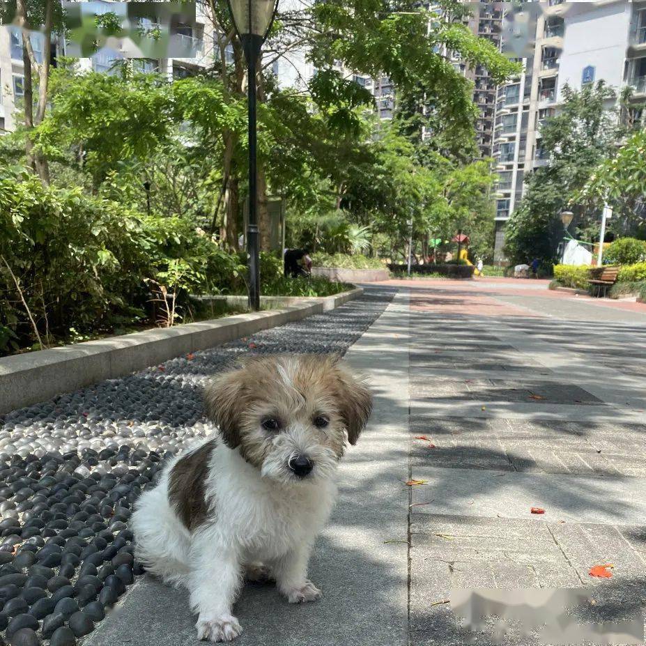 坐标:坂田 萌宠联系人: 待领养萌宠:小花 比熊-2个月-弟弟  未绝育-已