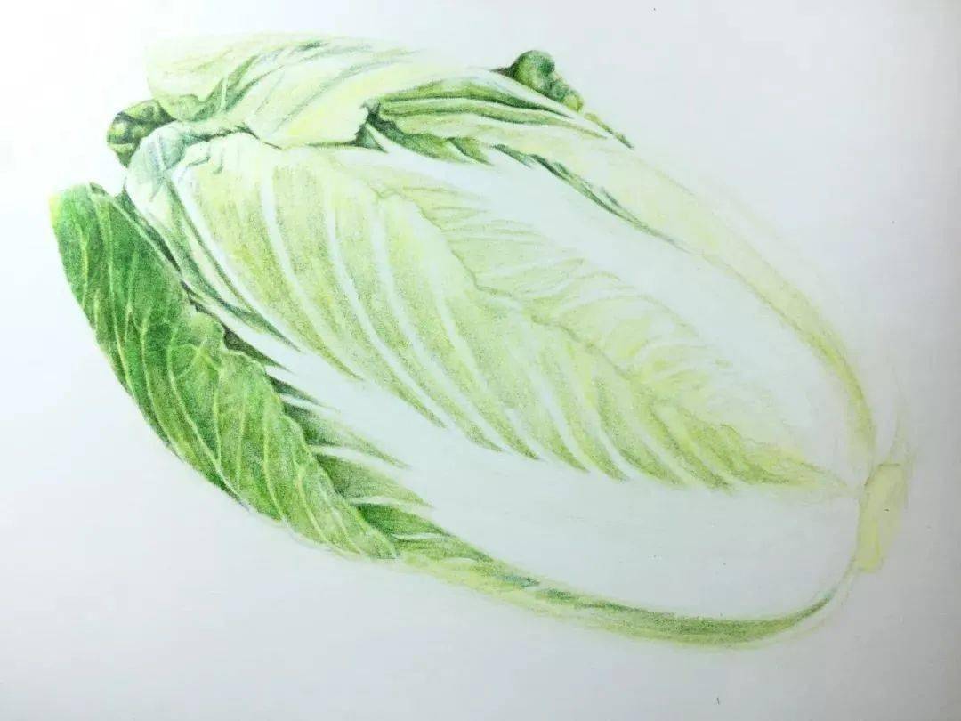 白菜的叶脉图怎么画图片
