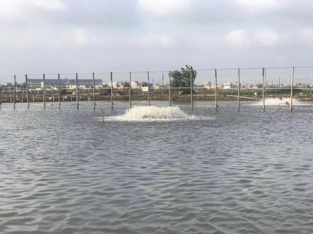 收藏丨管理池塘水质的4个实用方法,好水才能养好鱼!