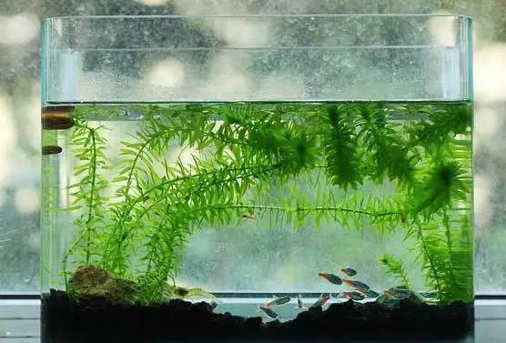 这些长在水下的植物美爆了