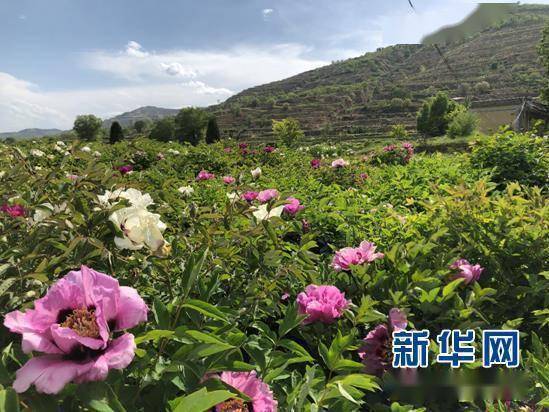 甘肃临洮:紫斑牡丹美 芬芳产业香