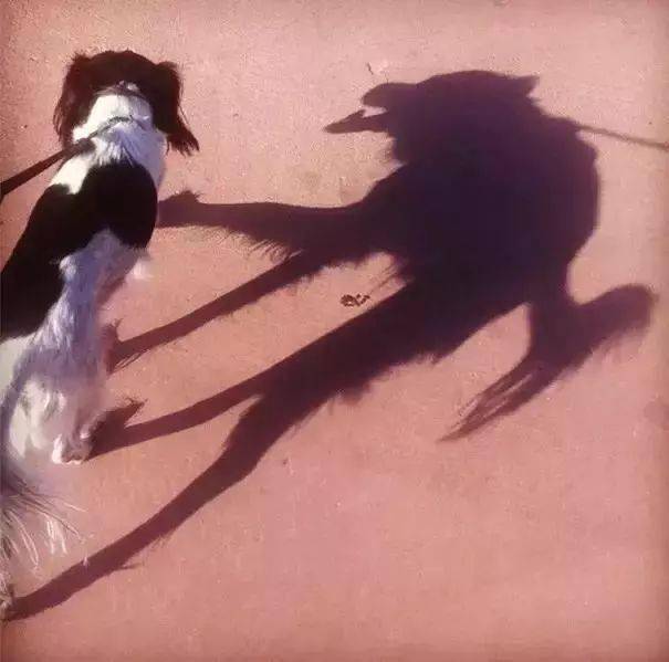 35张不可思议的影子照片 阴影