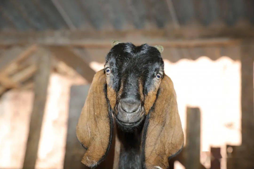 聚羊气 活产业 打造简州大耳羊良种繁育样板区