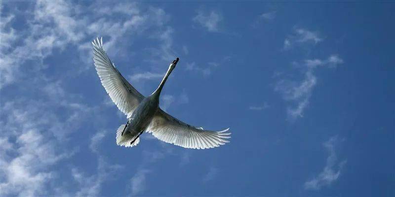 "朝无贤人,犹鸿鹄之无羽翼,虽有千里之望,犹不能致其意之所欲至矣.