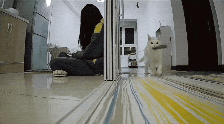 它最爱的逗猫棒来安慰她