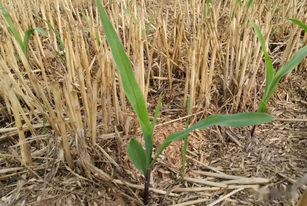 玉米田除草小技巧用这个除草剂除草干净玉米又安全