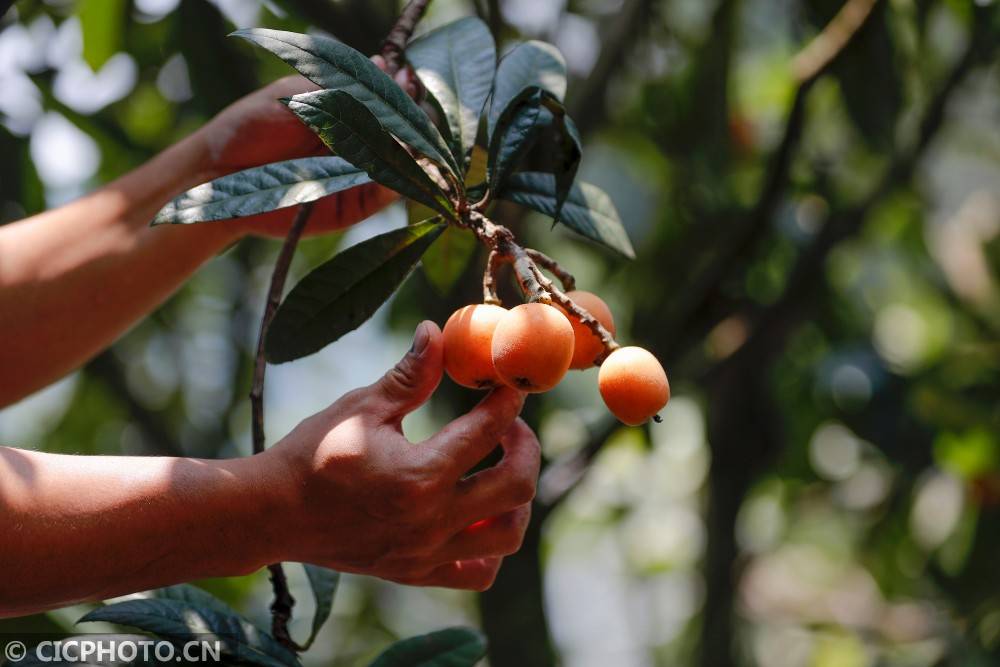 2021年5月24日,果农在安徽省黄山市歙县采摘"三潭枇杷".