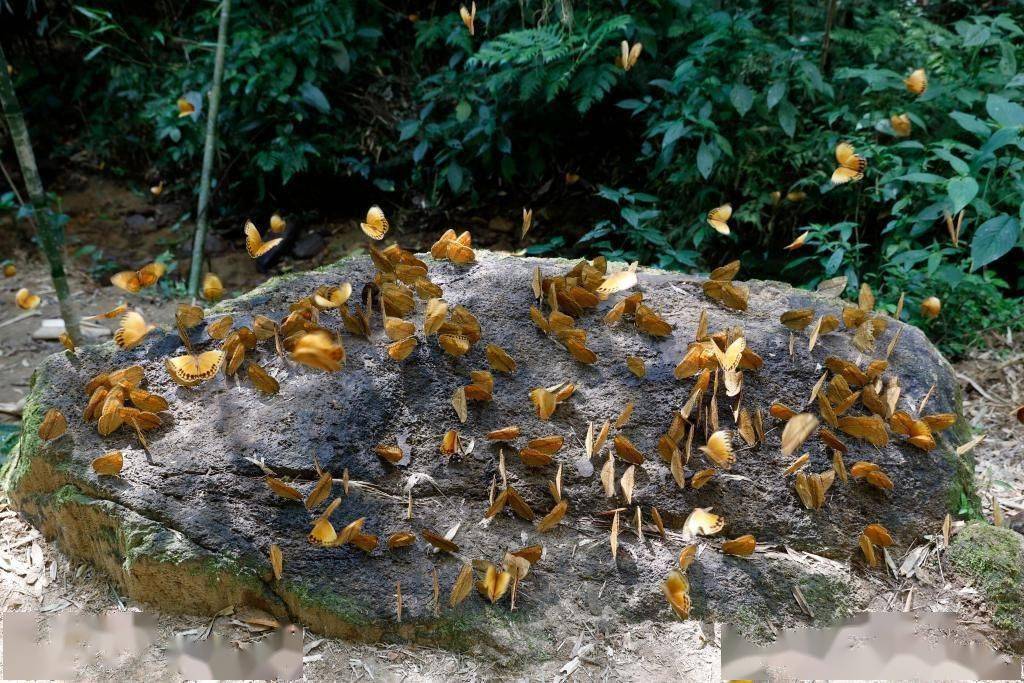 引起了不少网友热烈讨论的消息登上热搜后#云南蝴蝶大爆发#图为游客